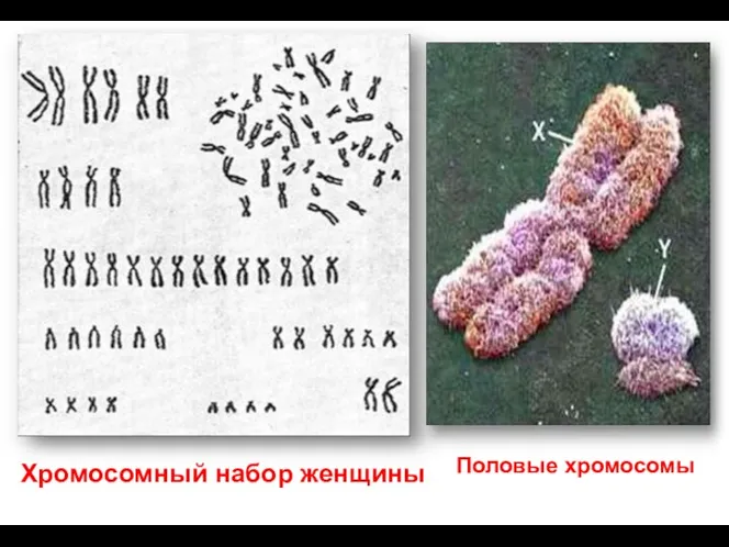 Хромосомный набор женщины Половые хромосомы