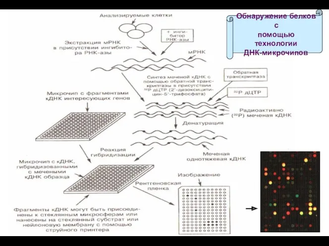 Обнаружение белков с помощью технологии ДНК-микрочипов