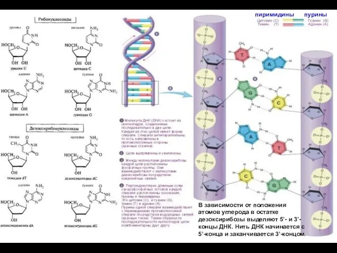 пиримидины пурины В зависимости от положения атомов углерода в остатке