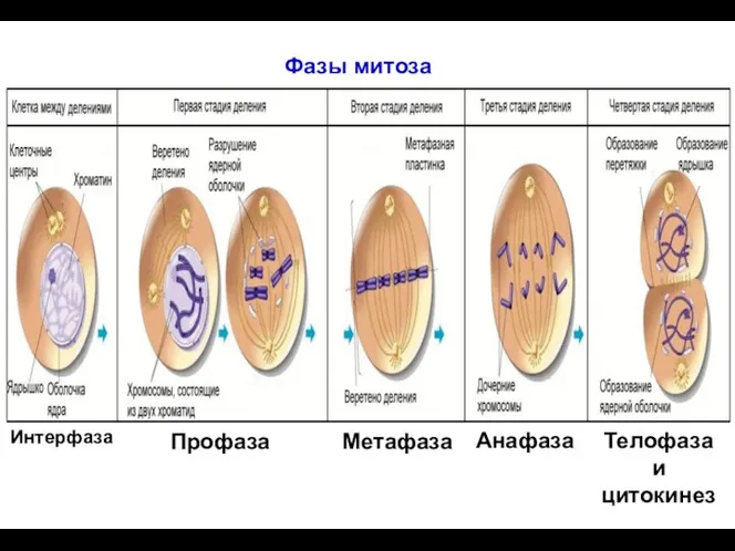 Фазы митоза Профаза Метафаза Анафаза Телофаза и цитокинез Интерфаза