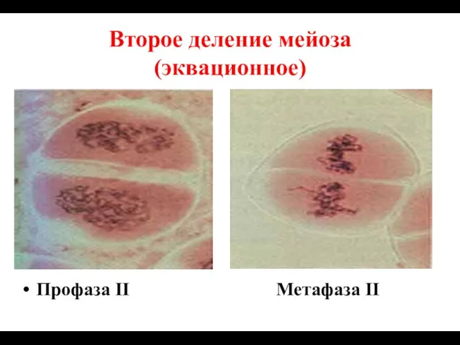 Второе деление мейоза (эквационное) Профаза II Метафаза II