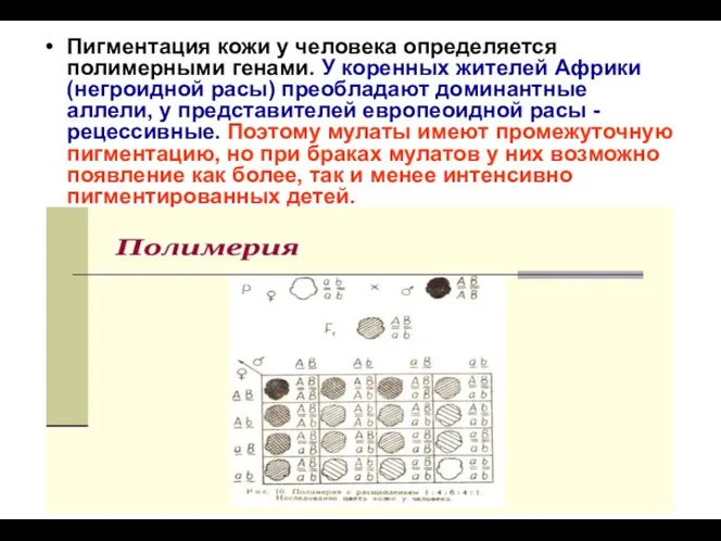 Пигментация кожи у человека определяется полимерными генами. У коренных жителей