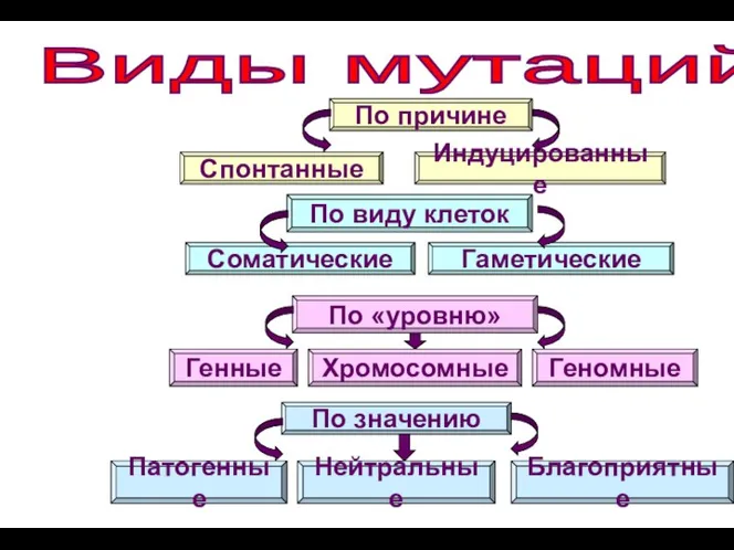 Виды мутаций По причине Индуцированные Спонтанные По виду клеток Соматические