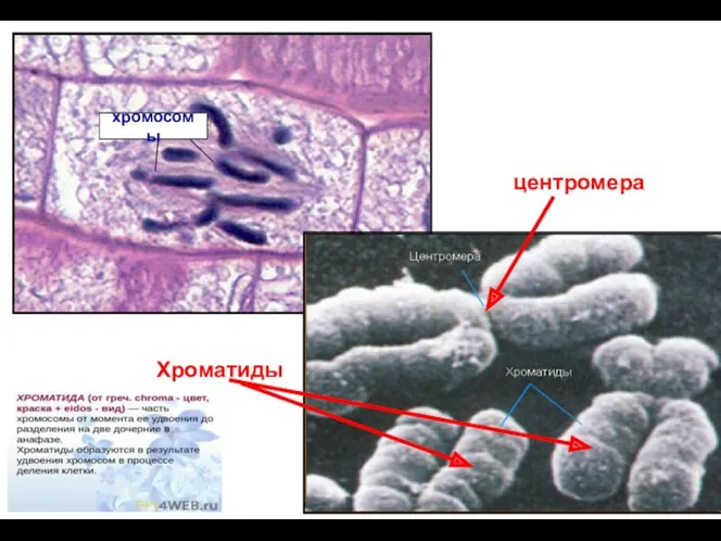 хромосомы центромера Хроматиды