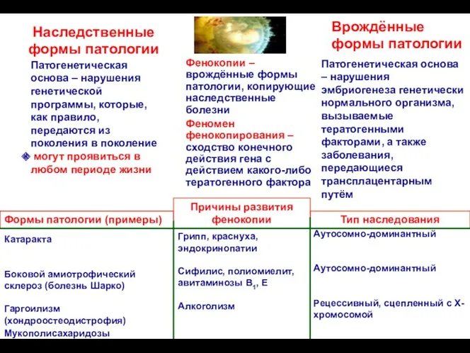 Наследственные формы патологии Фенокопии – врождённые формы патологии, копирующие наследственные