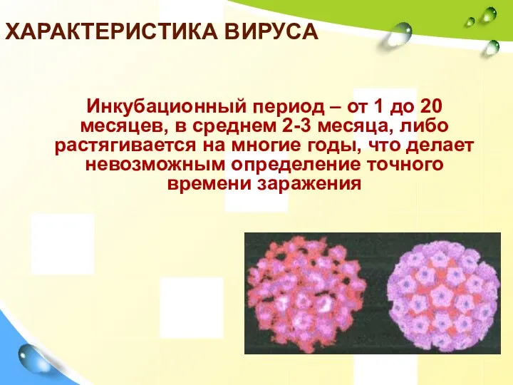 ХАРАКТЕРИСТИКА ВИРУСА Инкубационный период – от 1 до 20 месяцев,