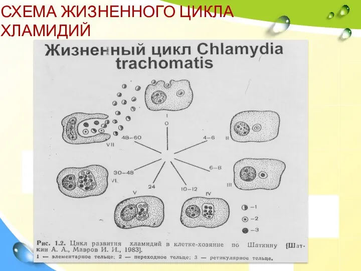 СХЕМА ЖИЗНЕННОГО ЦИКЛА ХЛАМИДИЙ