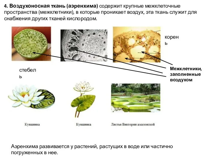 4. Воздухоносная ткань (аэренхима) содержит крупные межклеточные пространства (межклетники), в