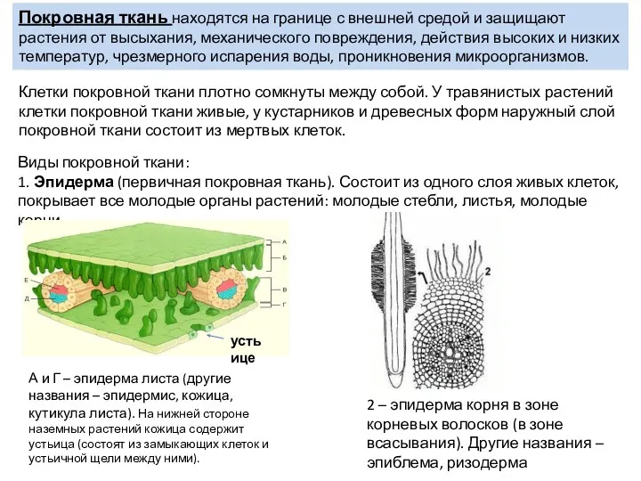 Покровная ткань находятся на границе с внешней средой и защищают