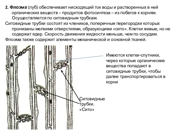 2. Флоэма (луб) обеспечивает нисходящий ток воды и растворенных в