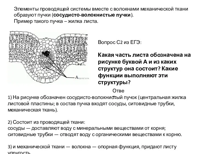 Элементы проводящей системы вместе с волокнами механической ткани образуют пучки