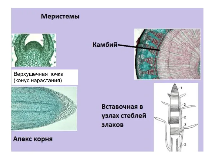 Верхушечная почка (конус нарастания)