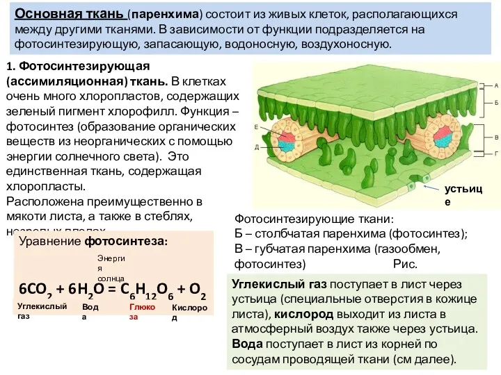 Фотосинтезирующие ткани: Б – столбчатая паренхима (фотосинтез); В – губчатая