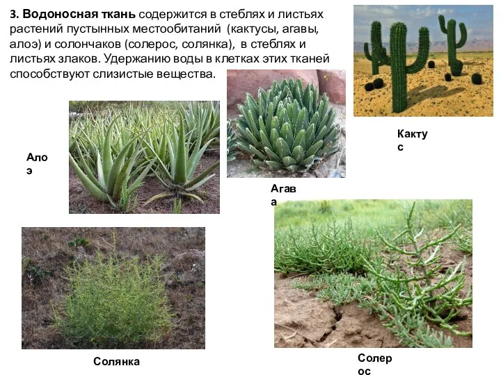 3. Водоносная ткань содержится в стеблях и листьях растений пустынных
