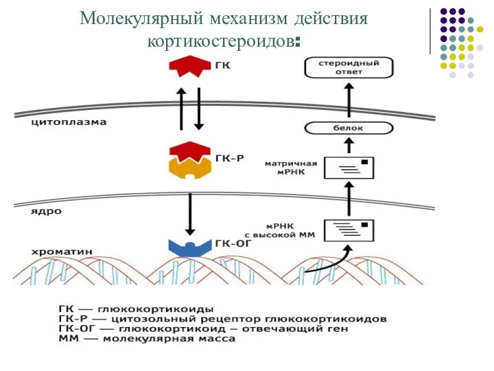 Молекулярный механизм действия кортикостероидов: