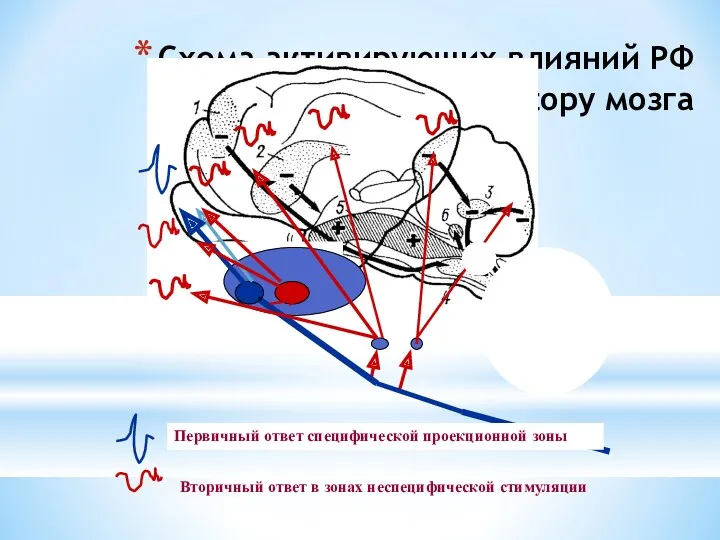 Схема активирующих влияний РФ на кору мозга Первичный ответ специфической