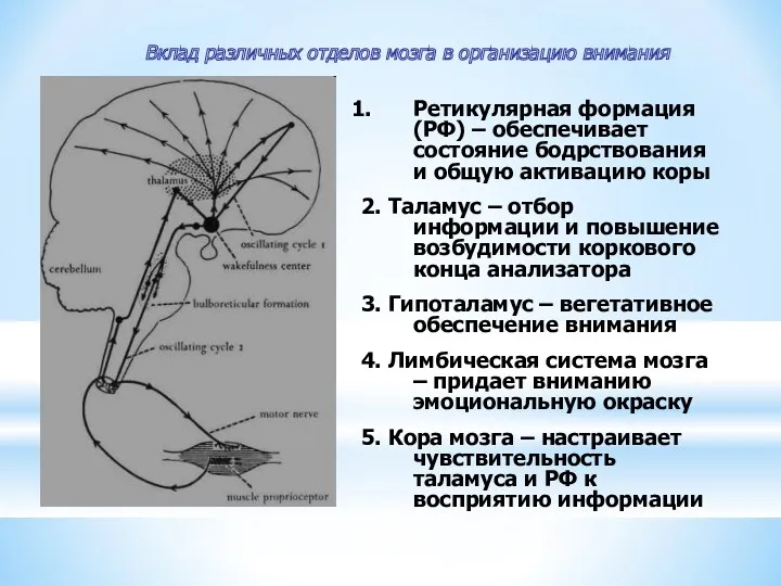 Вклад различных отделов мозга в организацию внимания Ретикулярная формация (РФ)