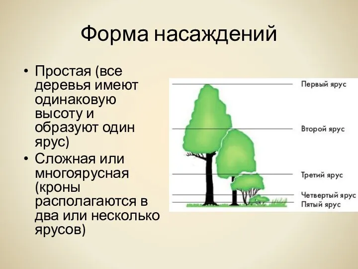 Форма насаждений Простая (все деревья имеют одинаковую высоту и образуют