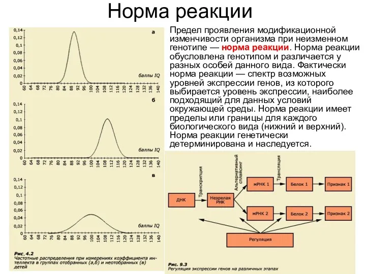 Норма реакции Предел проявления модификационной изменчивости организма при неизменном генотипе