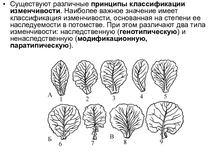 Существуют различные принципы классификации изменчивости. Наиболее важное значение имеет классификация