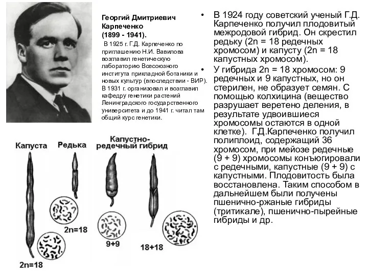 В 1924 году советский ученый Г.Д.Карпеченко получил плодовитый межродовой гибрид.