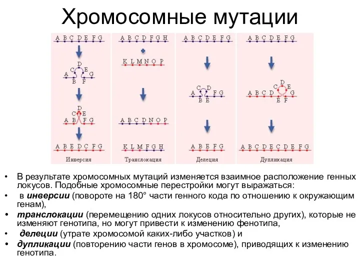 Хромосомные мутации В результате хромосомных мутаций изменяется взаимное расположение генных