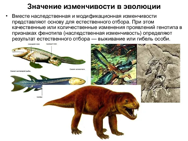 Значение изменчивости в эволюции Вместе наследственная и модификационная изменчивости представляют