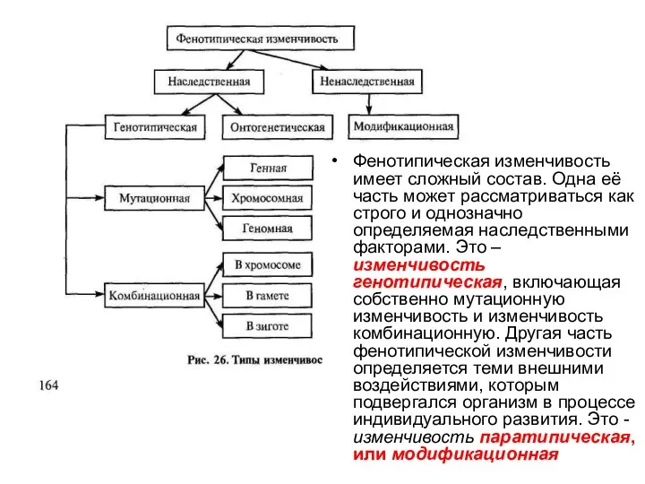 Фенотипическая изменчивость имеет сложный состав. Одна её часть может рассматриваться