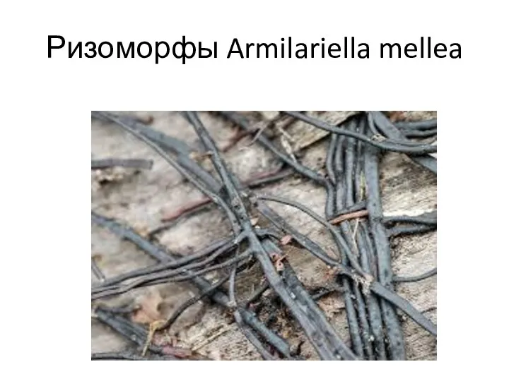 Ризоморфы Armilariella mellea