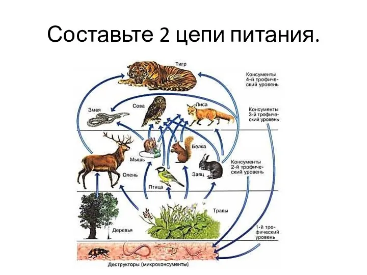 Составьте 2 цепи питания.