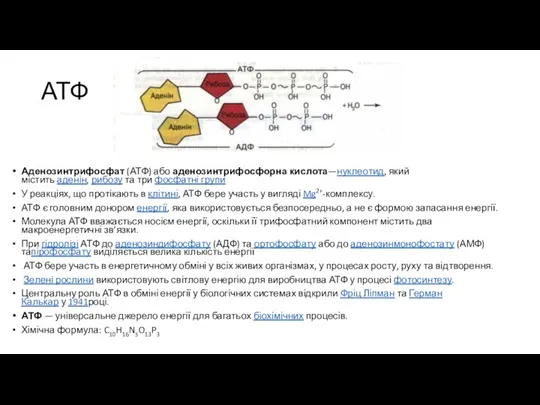 АТФ Аденозинтрифосфат (АТФ) або аденозинтрифосфорна кислота—нуклеотид, який містить аденін, рибозу