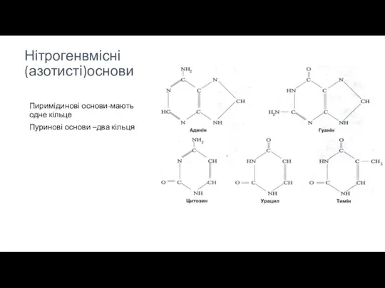 Нітрогенвмісні (азотисті)основи Пиримідинові основи-мають одне кільце Пуринові основи –два кільця