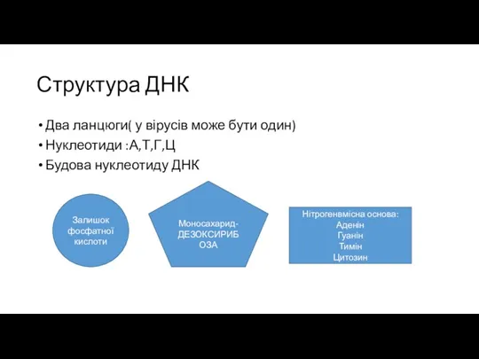 Структура ДНК Два ланцюги( у вірусів може бути один) Нуклеотиди