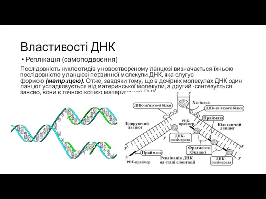 Властивості ДНК Реплікація (самоподвоєння) Послідовність нуклеотидів у новоствореному ланцюзі визначається