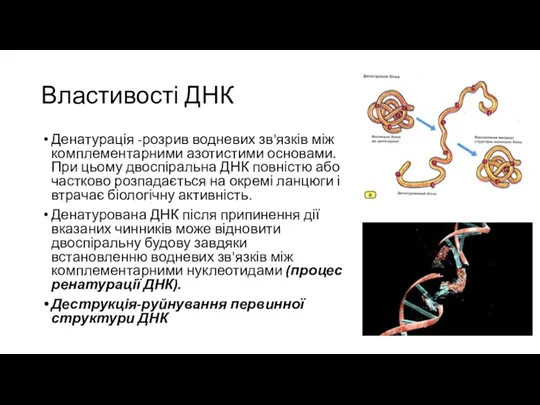 Властивості ДНК Денатурація -розрив водневих зв'язків між комплементарними азотистими основами.