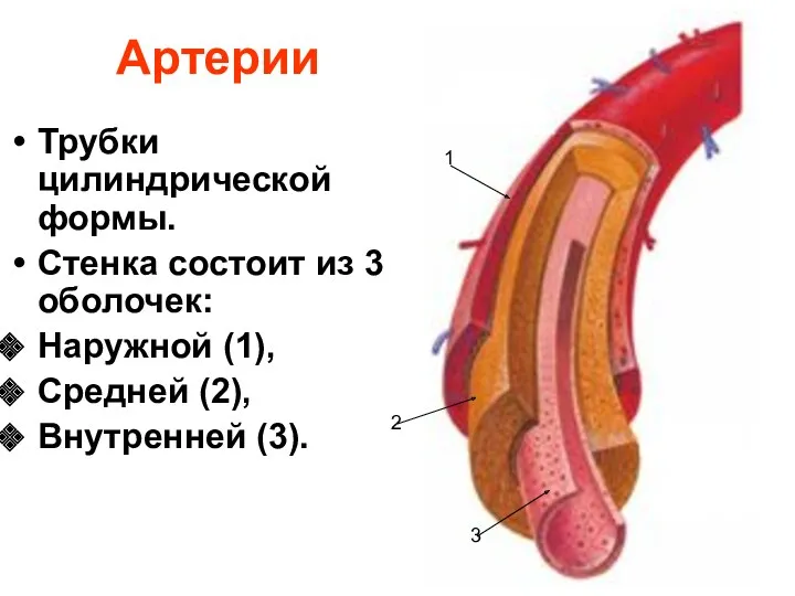 Артерии Трубки цилиндрической формы. Стенка состоит из 3 оболочек: Наружной