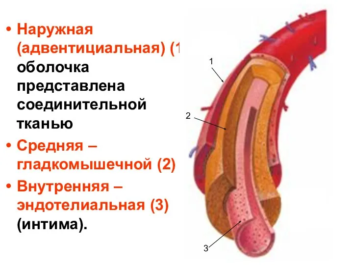 Наружная (адвентициальная) (1) оболочка представлена соединительной тканью Средняя – гладкомышечной