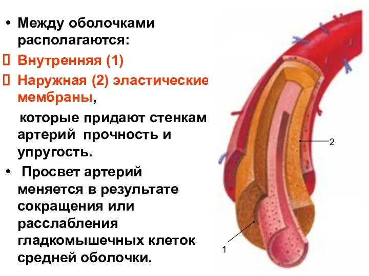 Между оболочками располагаются: Внутренняя (1) Наружная (2) эластические мембраны, которые