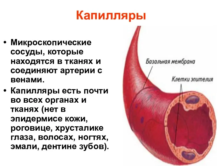 Капилляры Микроскопические сосуды, которые находятся в тканях и соединяют артерии