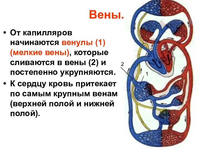 Вены. От капилляров начинаются венулы (1) (мелкие вены), которые сливаются