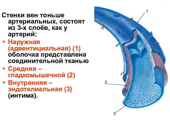 Стенки вен тоньше артериальных, состоят из 3-х слоёв, как у