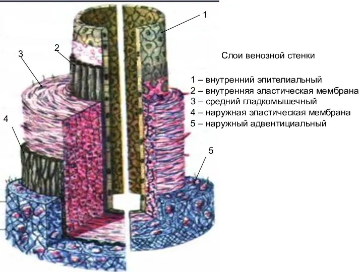 1 2 3 4 5 1 – внутренний эпителиальный 2