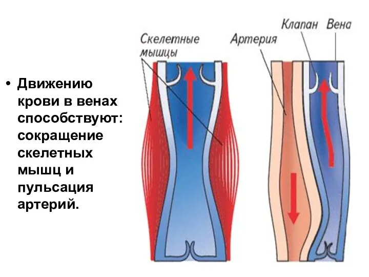 Движению крови в венах способствуют: сокращение скелетных мышц и пульсация артерий.