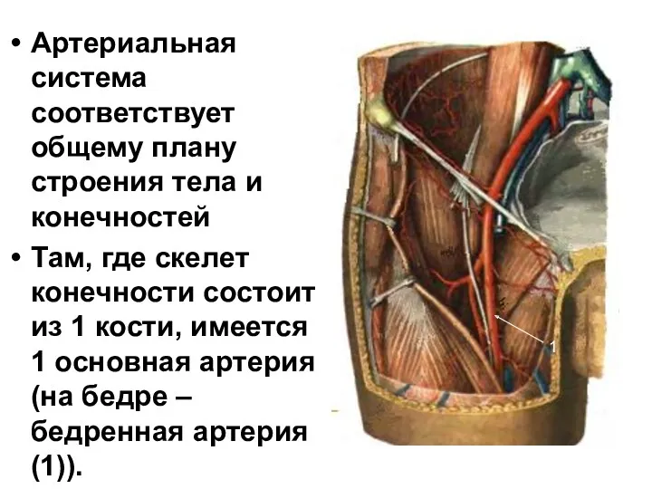 Артериальная система соответствует общему плану строения тела и конечностей Там,