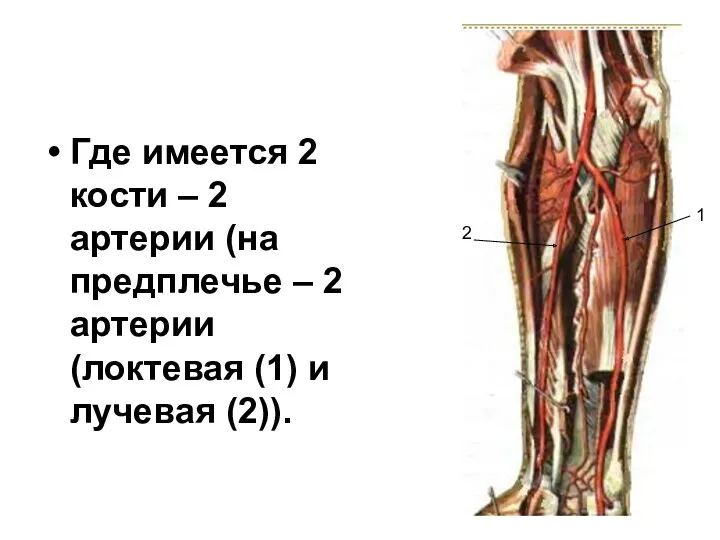 Где имеется 2 кости – 2 артерии (на предплечье –