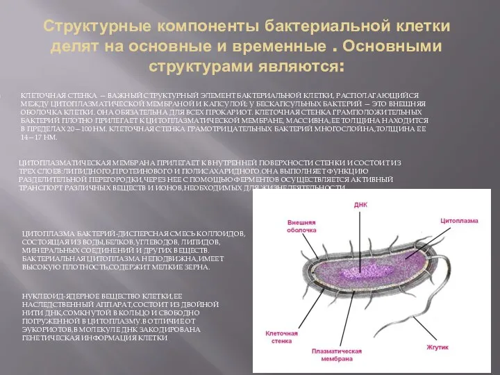 Структурные компоненты бактериальной клетки делят на основные и временные .