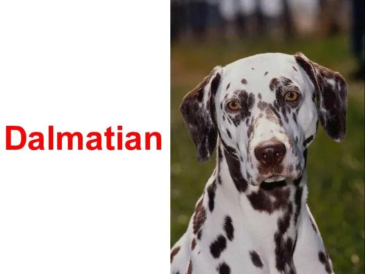 Dalmatian