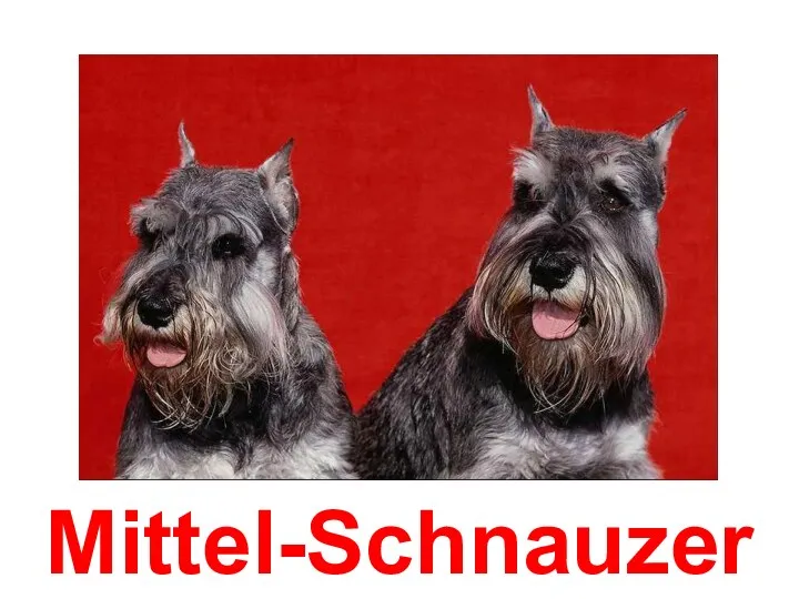 Mittel-Schnauzer