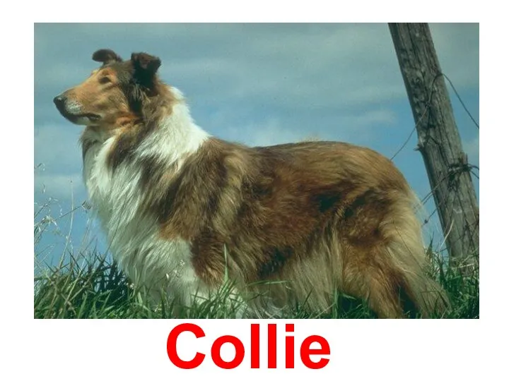 Collie