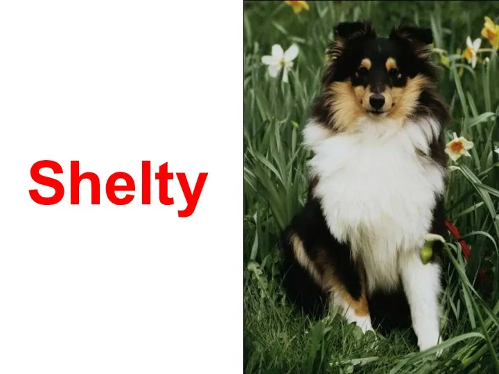 Shelty